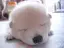 ʕ•ᴥ•ʔのプロフィール画像