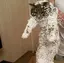 猫坊主のプロフィール画像