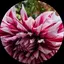 tfdem2009のプロフィール画像