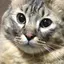 こりーんのプロフィール画像