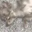 佐藤千紗のプロフィール画像