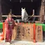 蝶々のプロフィール画像