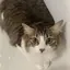 ここたんのプロフィール画像