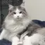 Nanaのプロフィール画像