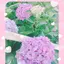 hanaのプロフィール画像