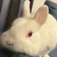 うさぎのプロフィール画像