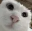 桃奈のプロフィール画像
