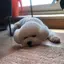 さちかのプロフィール画像