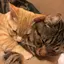 猫助さんのプロフィール画像