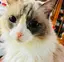Chiのプロフィール画像