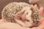 Nのプロフィール画像
