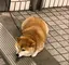 うめのプロフィール画像