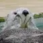 はくのプロフィール画像