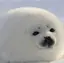 ポコリンのプロフィール画像