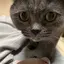 わさびのプロフィール画像