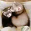 ポミのプロフィール画像