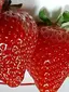 イチゴのプロフィール画像