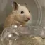 ちのプロフィール画像