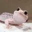 ちゃん田のプロフィール画像