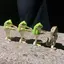みつのプロフィール画像