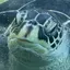すのプロフィール画像