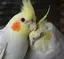 ありりんのプロフィール画像
