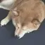 凌雅のプロフィール画像