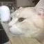 あさひのプロフィール画像