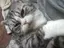 ふふふのプロフィール画像