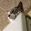 @ Junn .のプロフィール画像
