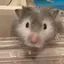 ひよこのプロフィール画像