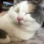 ふくちゃんのプロフィール画像