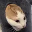 るなのプロフィール画像