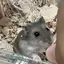 ぬーのプロフィール画像