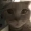 nekoのプロフィール画像
