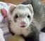 こてのプロフィール画像