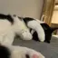 もたのプロフィール画像