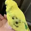 あか莉のプロフィール画像