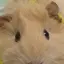 果叶のプロフィール画像