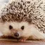 あみのプロフィール画像
