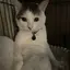 Hanのプロフィール画像