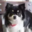 ちーずのプロフィール画像