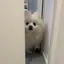 momoroのプロフィール画像