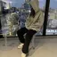 脳内たぴおか。のプロフィール画像
