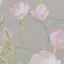 ゆうかのプロフィール画像