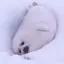 pちゃんのプロフィール画像