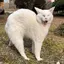 かわうそのプロフィール画像