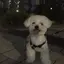 セのプロフィール画像