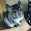 愛のプロフィール画像