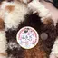 冴月のプロフィール画像